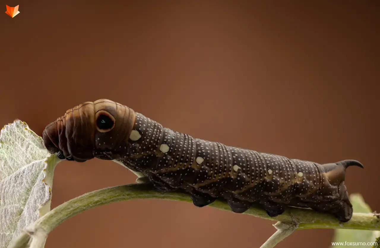 elephant hawkmoth caterpillar Weird Insects
