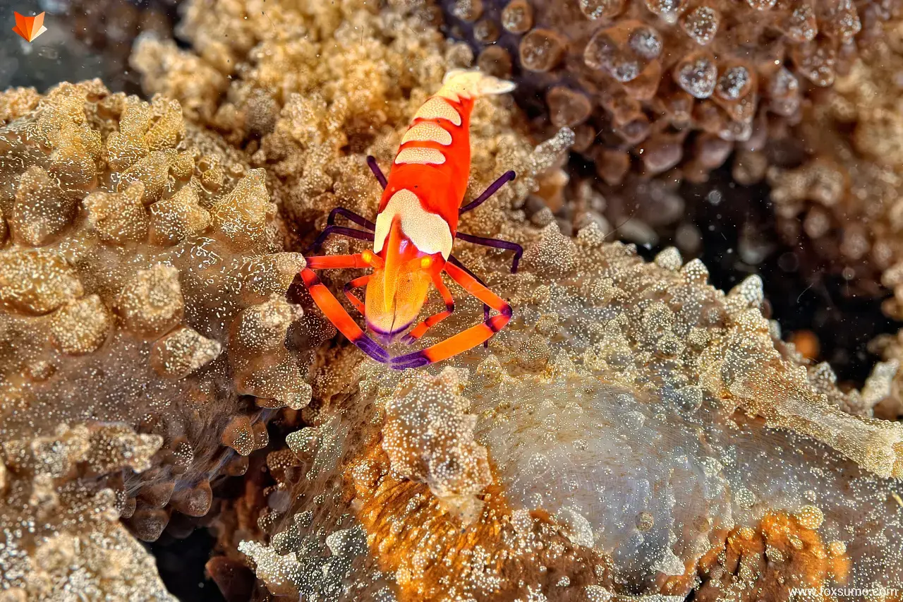 emperor shrimp 5
