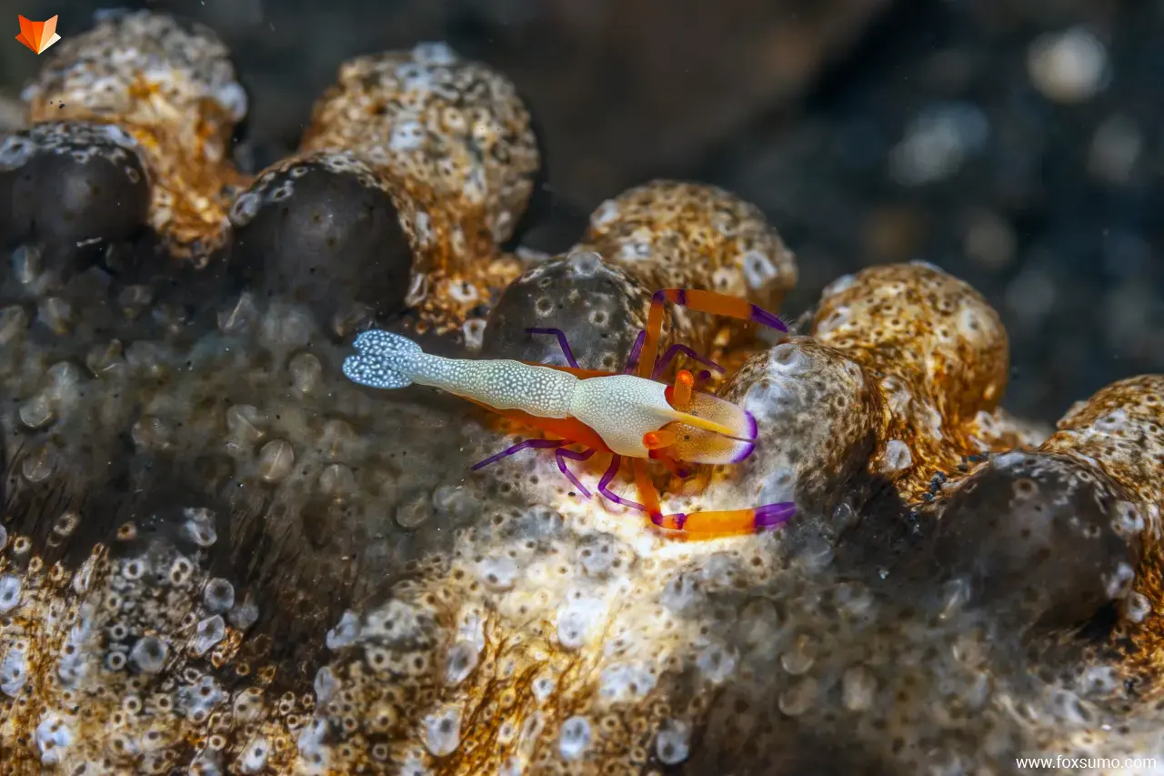 emperor shrimp