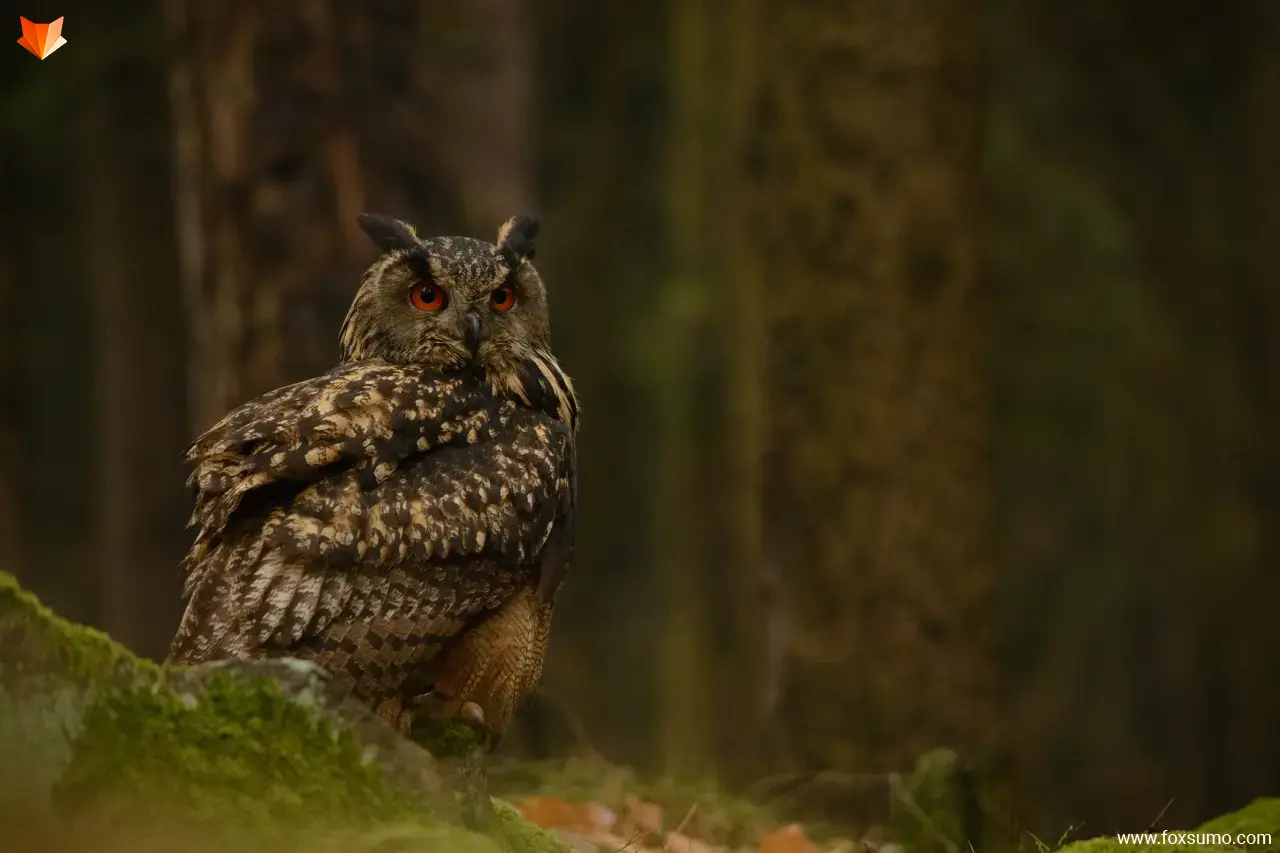 eurasian eagle owl Strange Birds