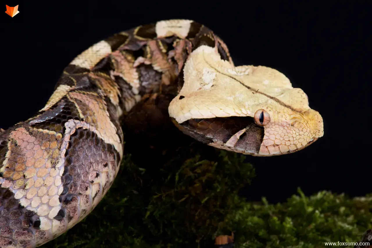 gaboon viper Cool Snakes