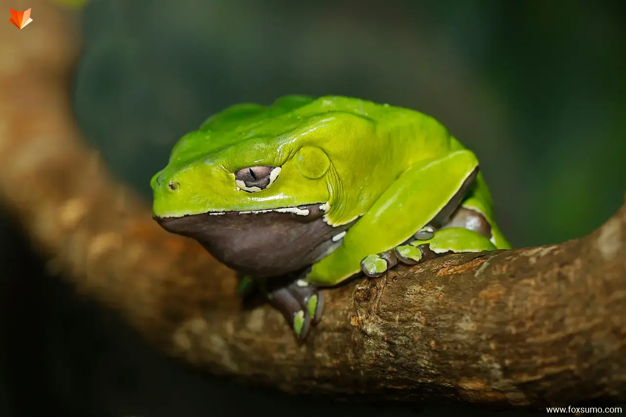 giant monkey frog Weird Frogs