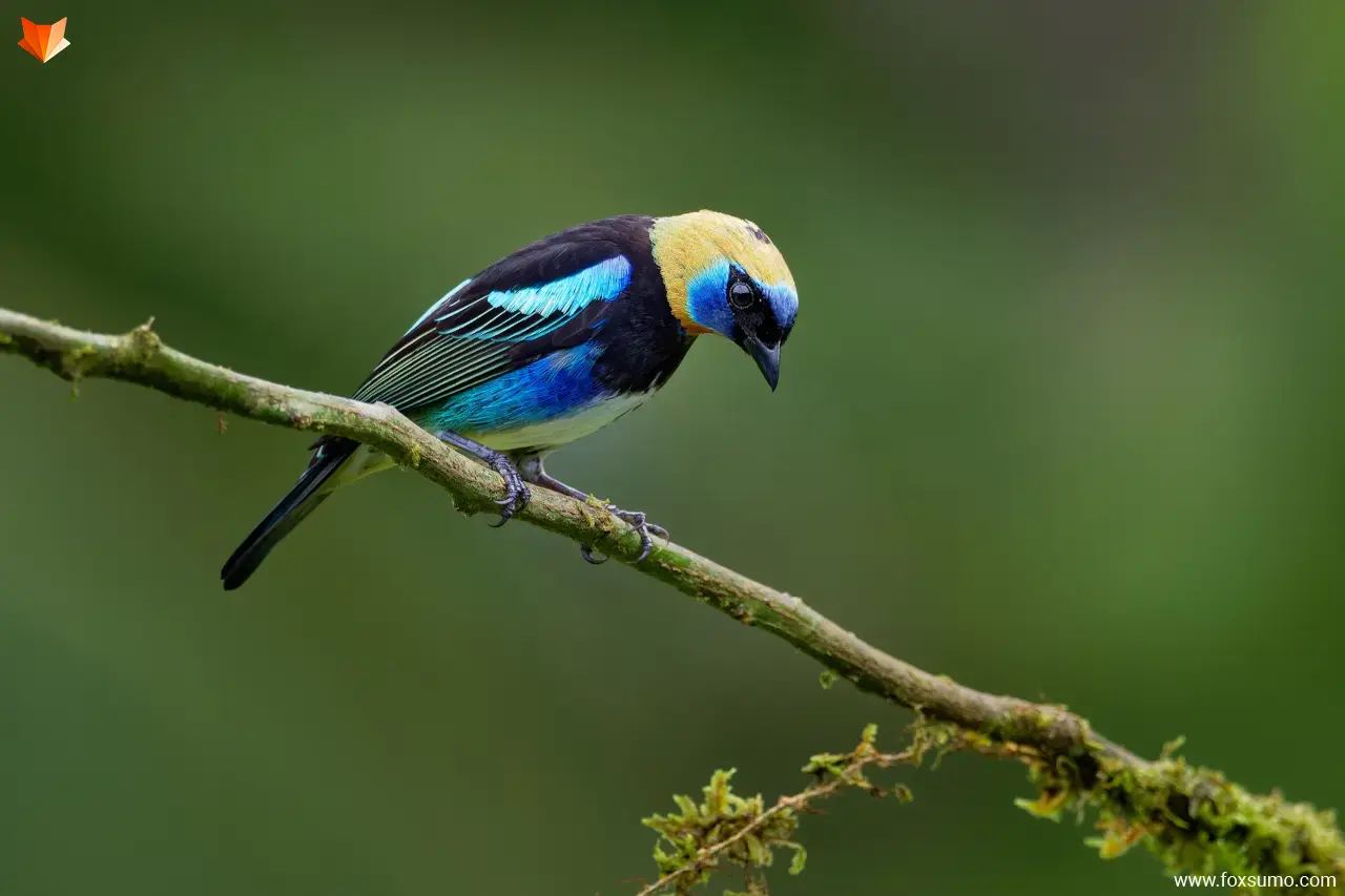 golden hooded tanager 1
