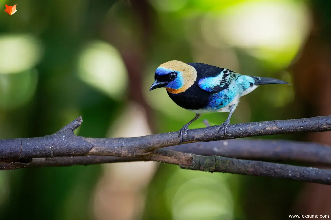 golden hooded tanager 2