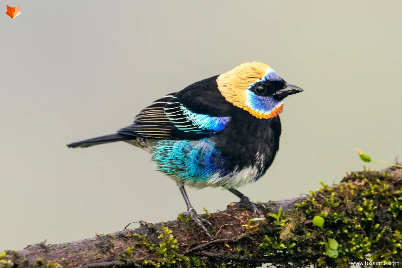 golden hooded tanager 3