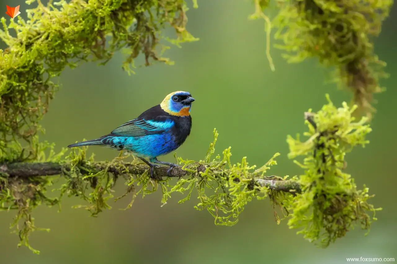 golden hooded tanager 5