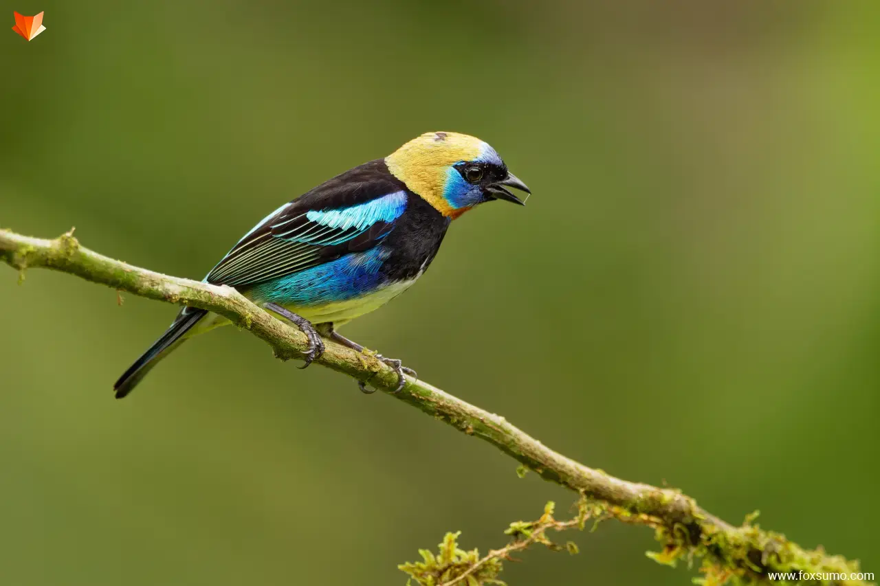 golden hooded tanager 6