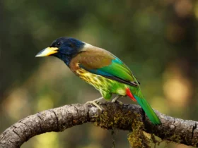 great barbet 7 Poisonous Animals