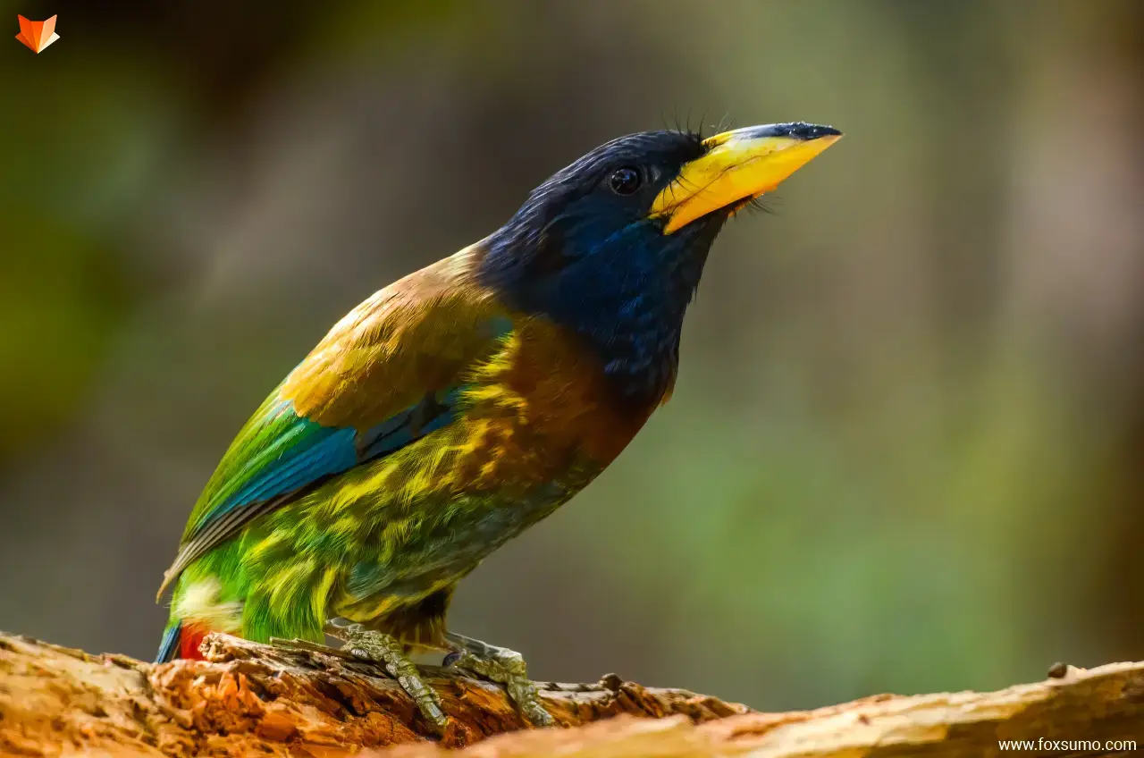 great barbet colorful birds