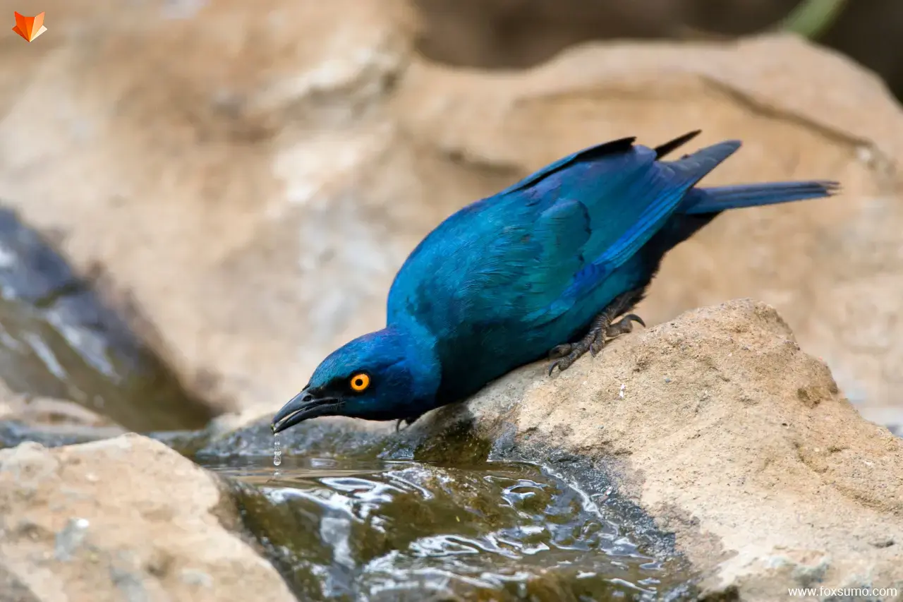 greater blue eared starling 4