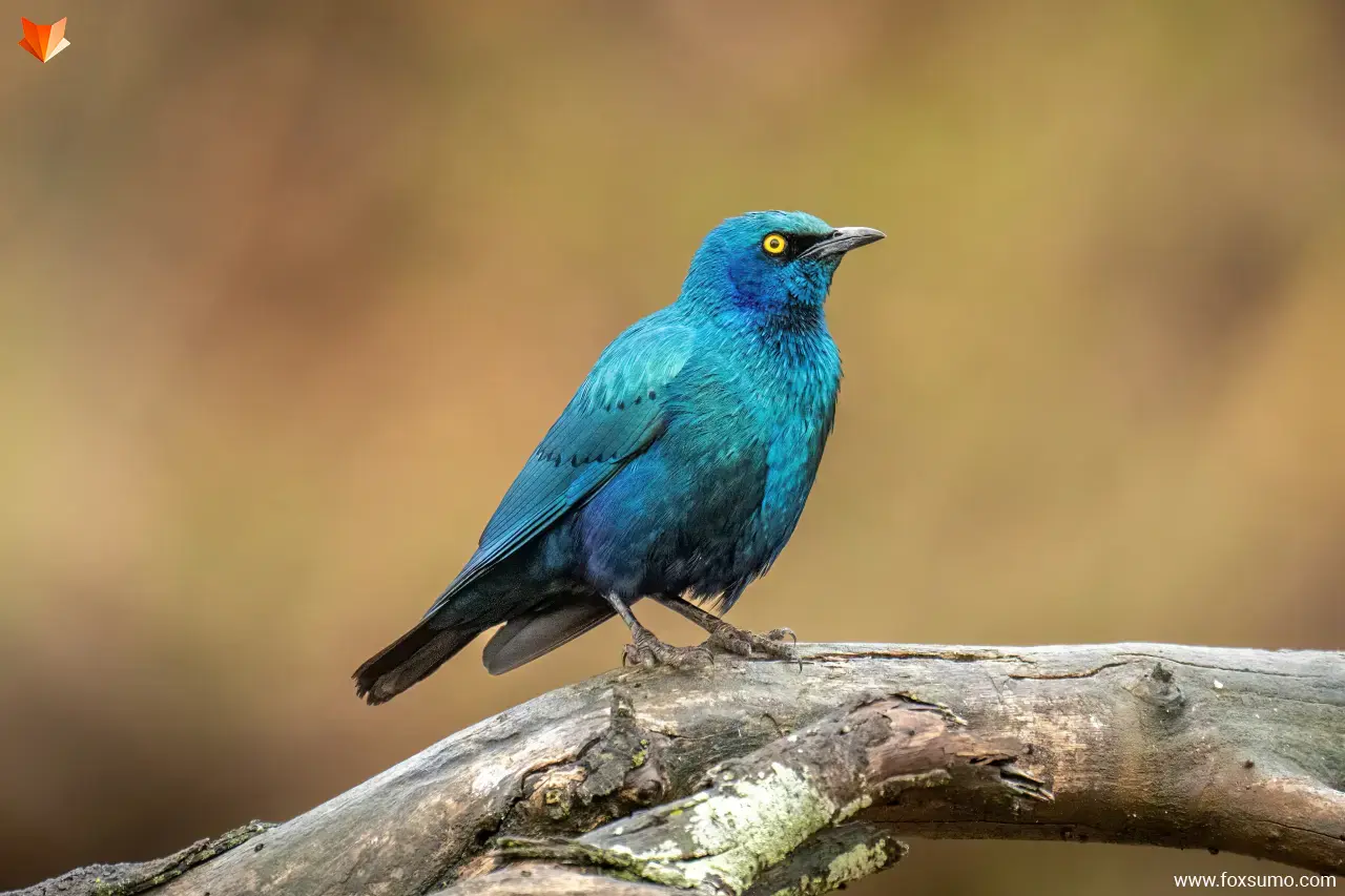 greater blue eared starling 6