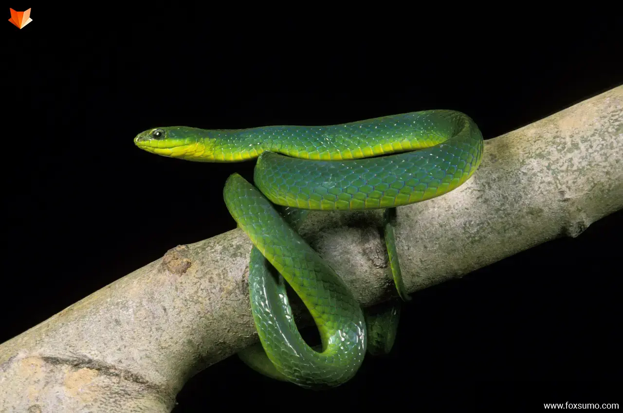 greater green snake Green Animals