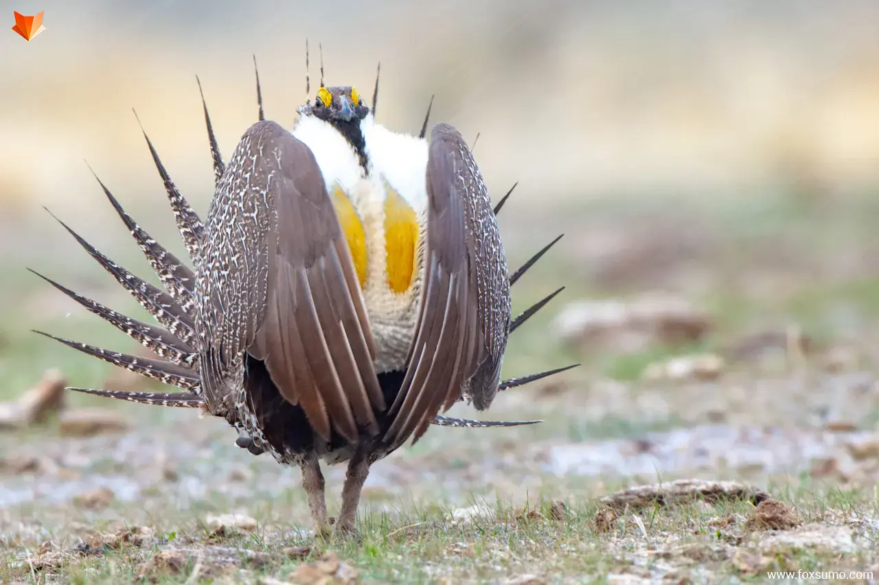 greater sage grouse 3