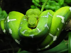 green animals Cool Snakes