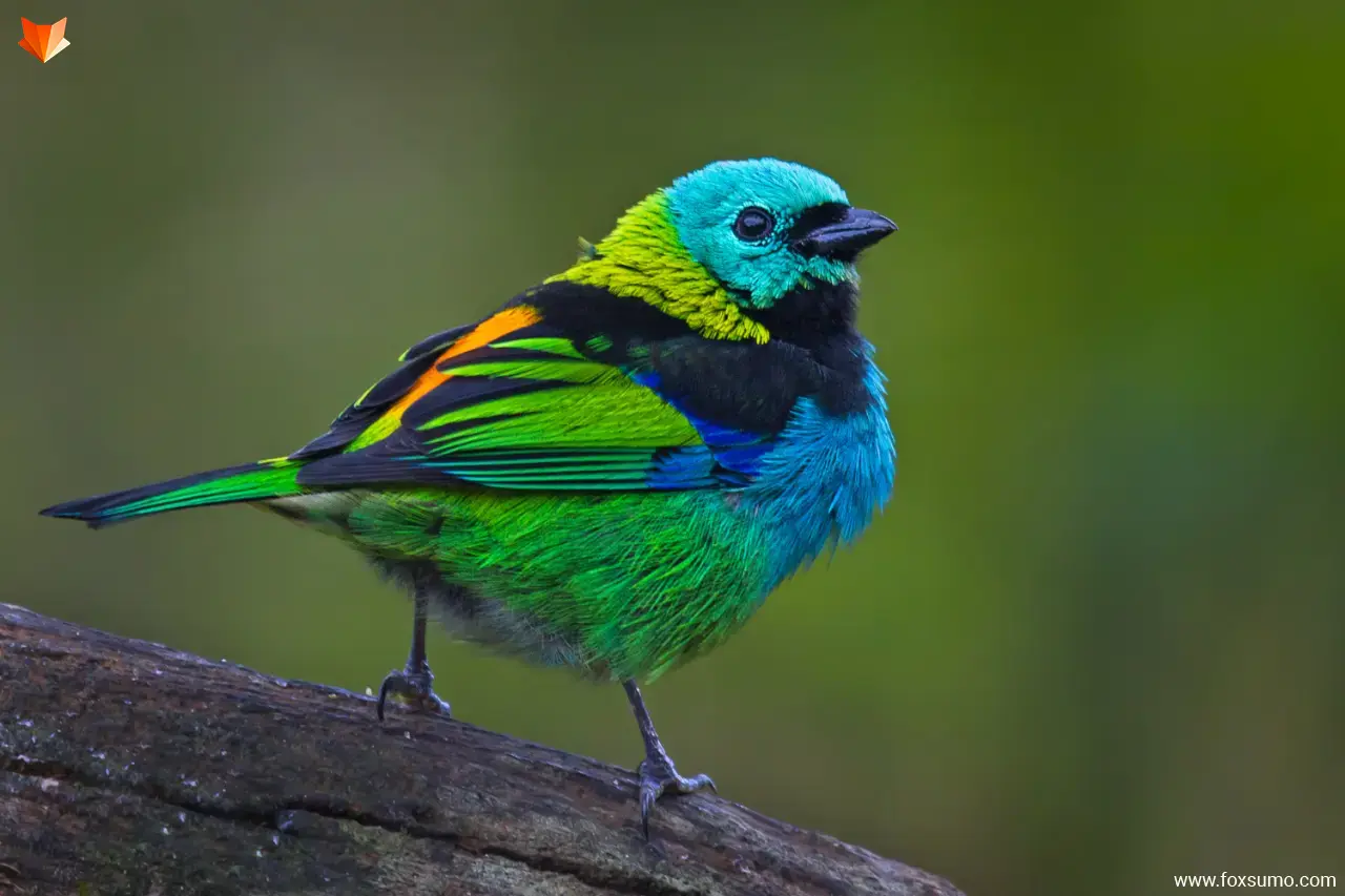 green headed tanager 2