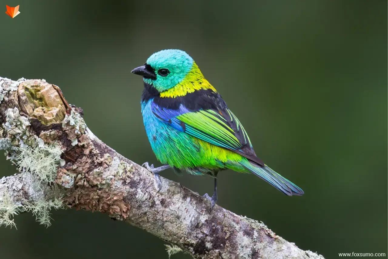 green headed tanager 3