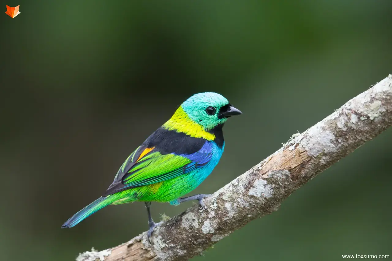 green headed tanager 4
