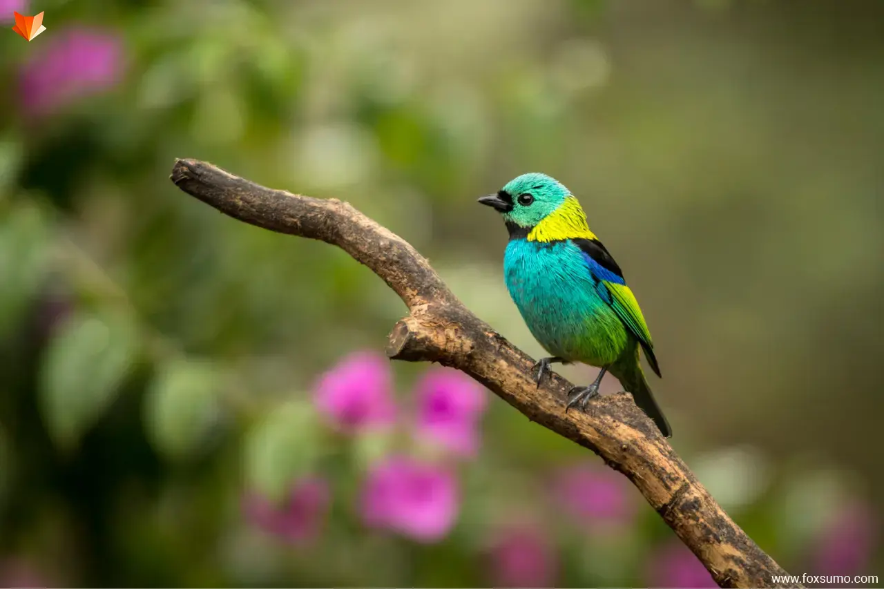 green headed tanager 5
