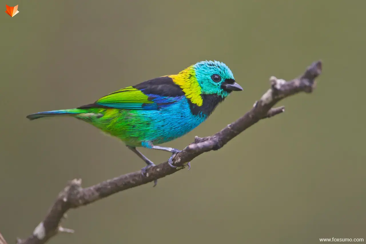green headed tanager 6