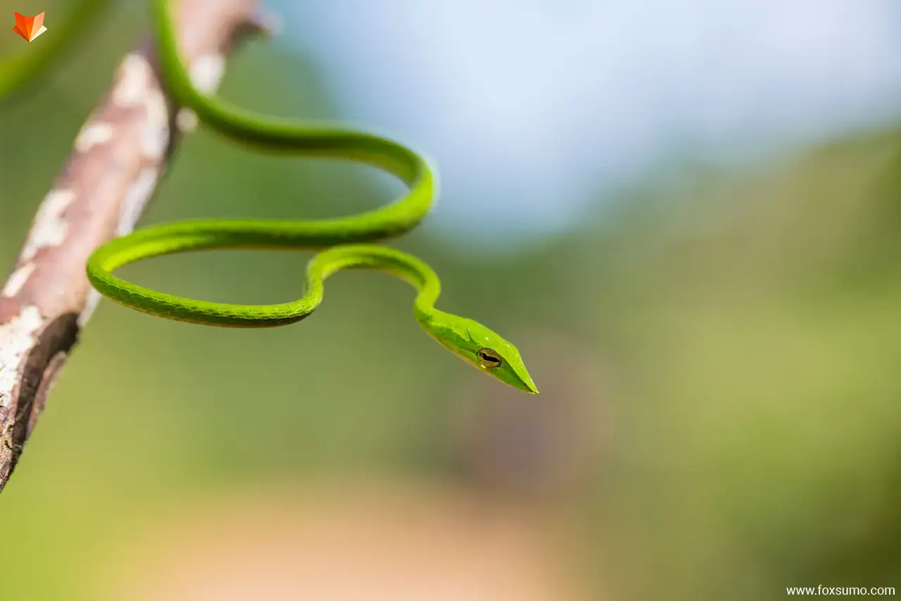 green vine snake Green Animals