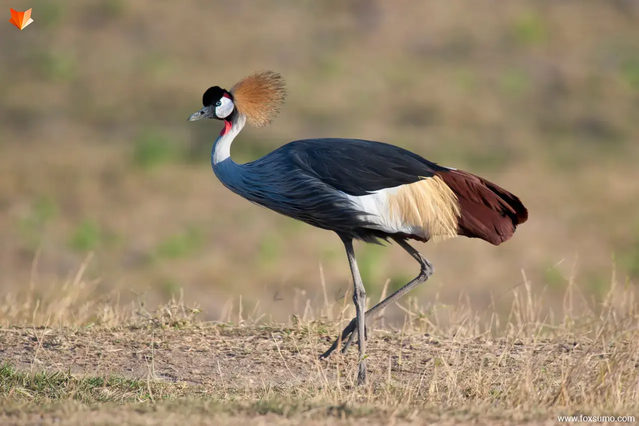 grey crowned crane 1