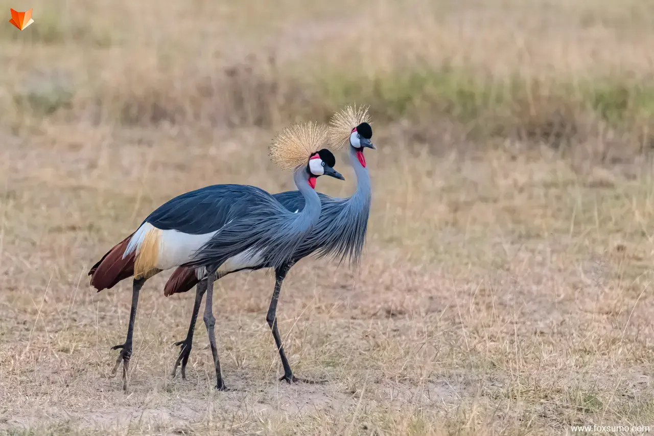 grey crowned crane 2