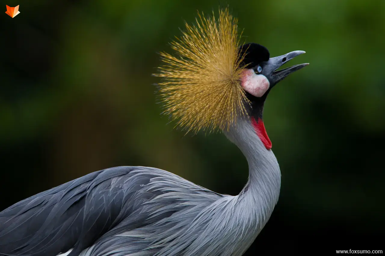 grey crowned crane 4