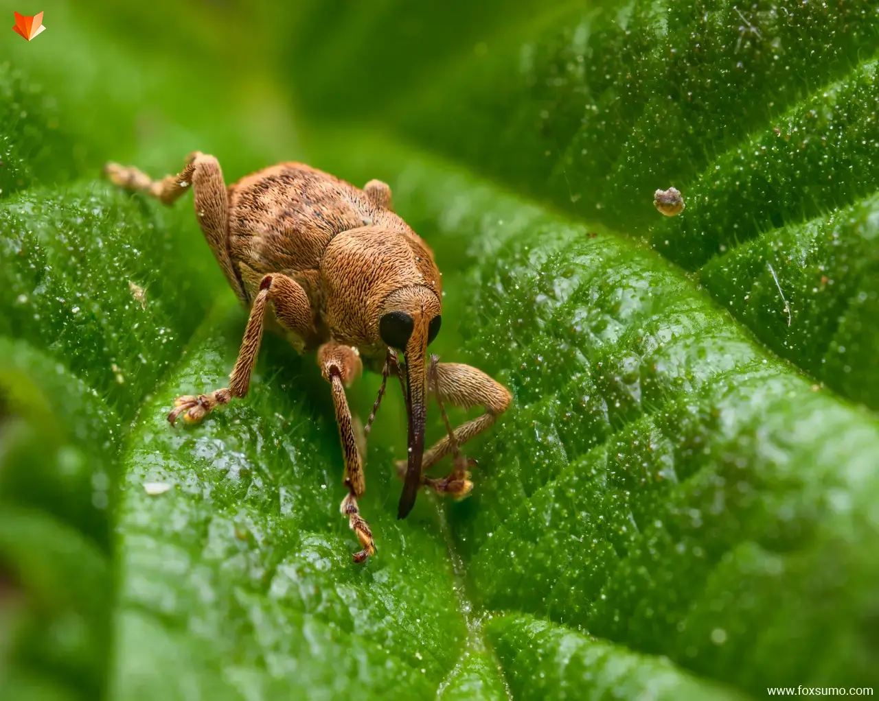 hazelnut weevil Weird Insects