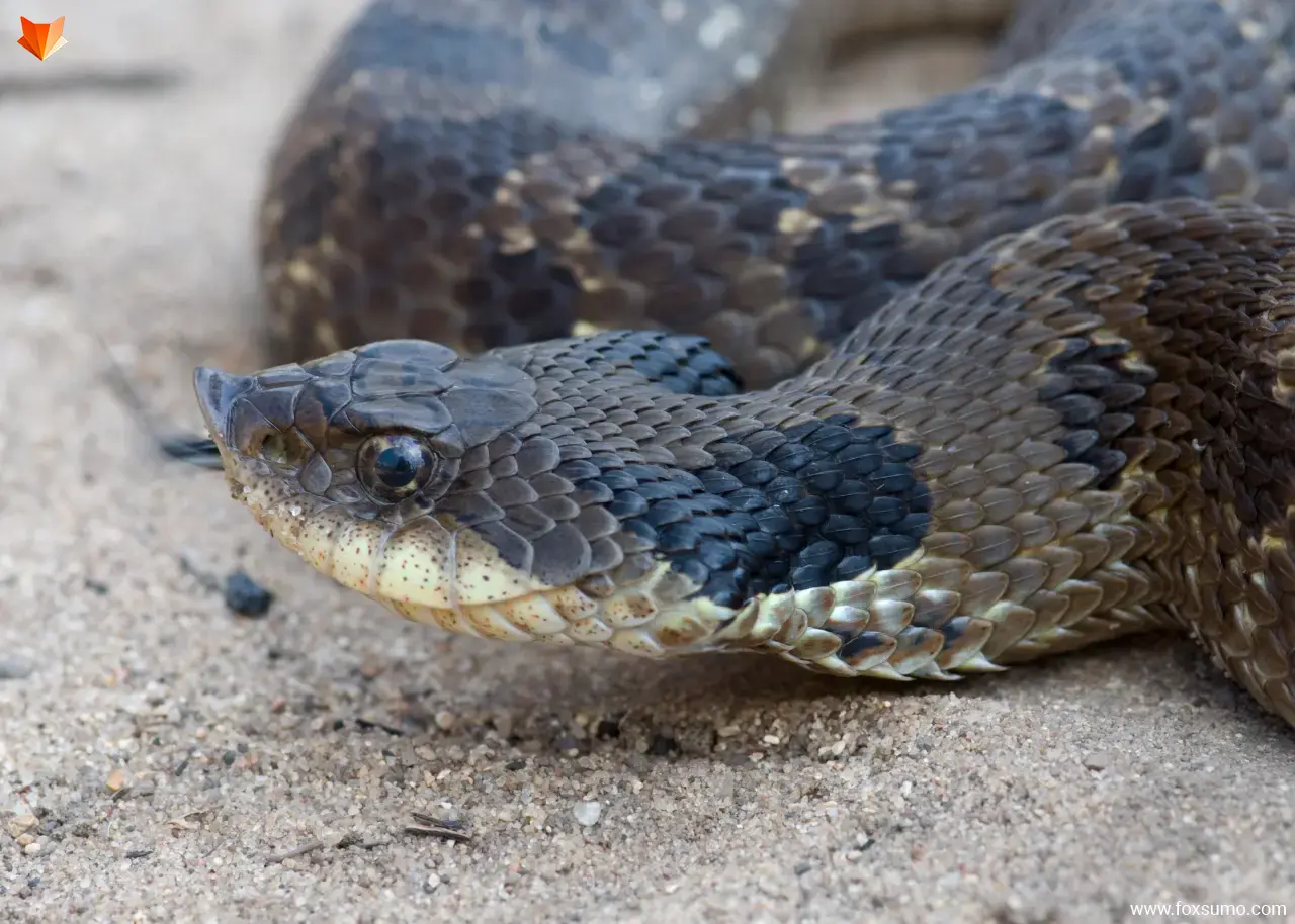 hognose snake Cool Snakes