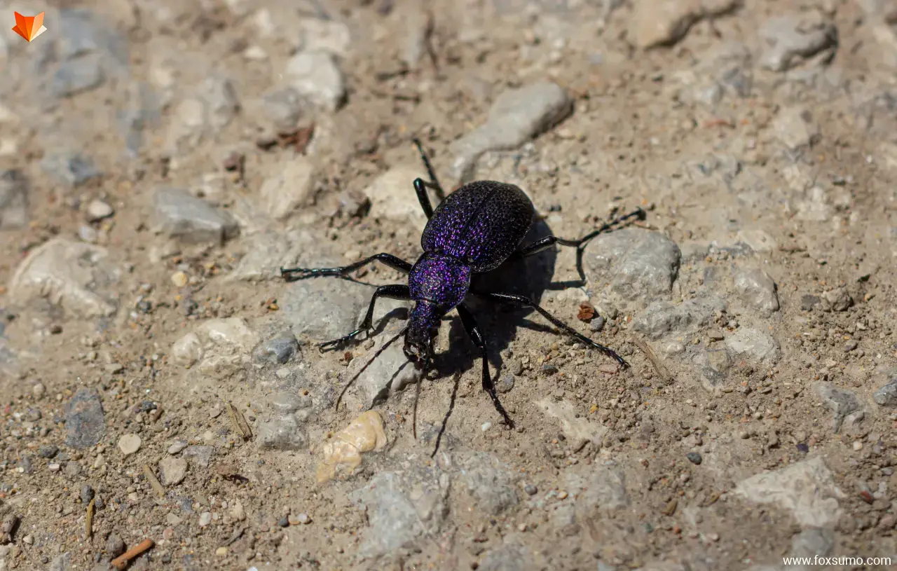 huge violet ground beetle purple animals