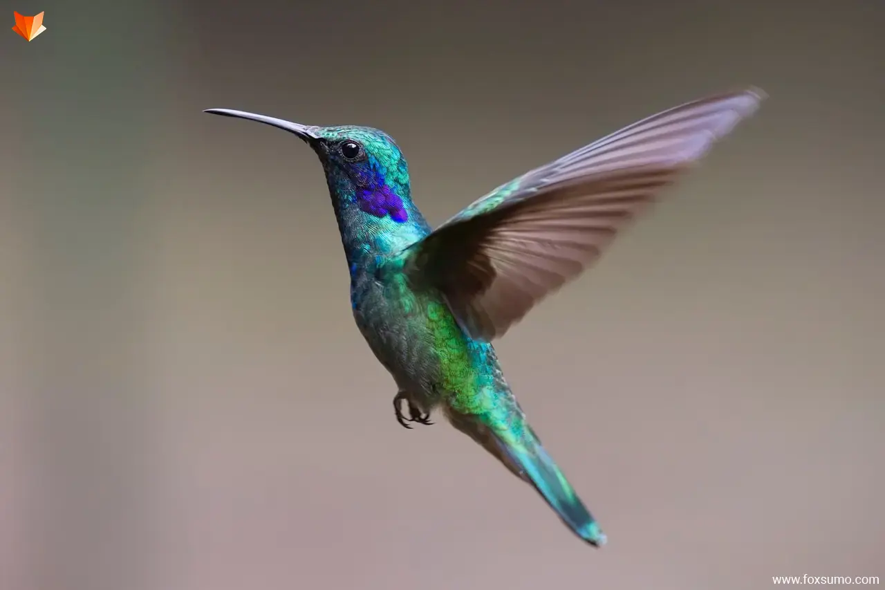 hummingbird colorful birds
