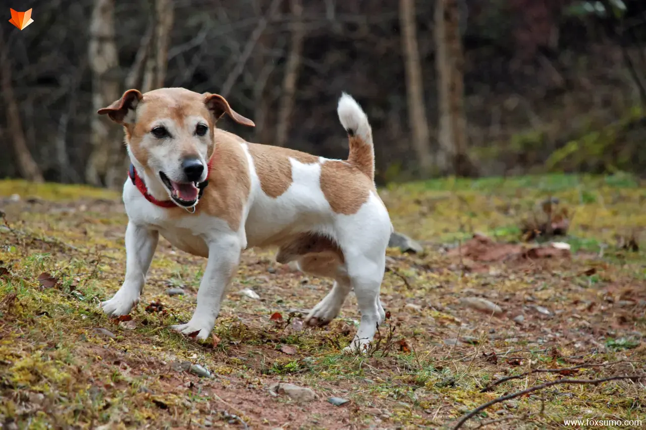 jack russell terrier small dog breeds