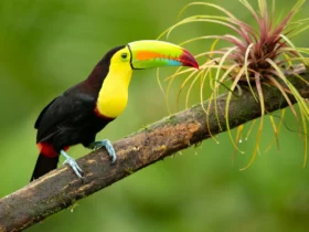 keel billed toucan Rainforest Animals