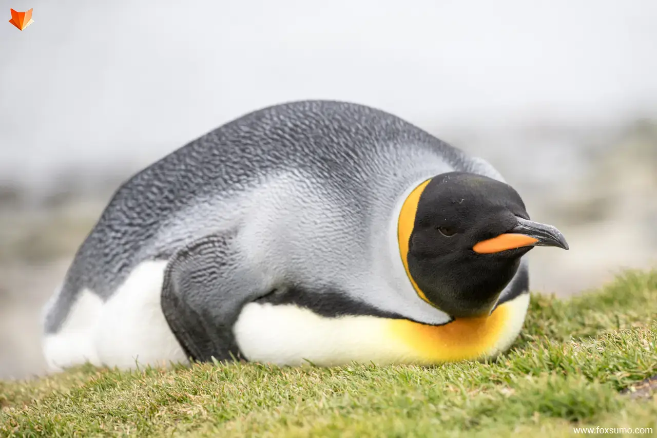 king penguin 3