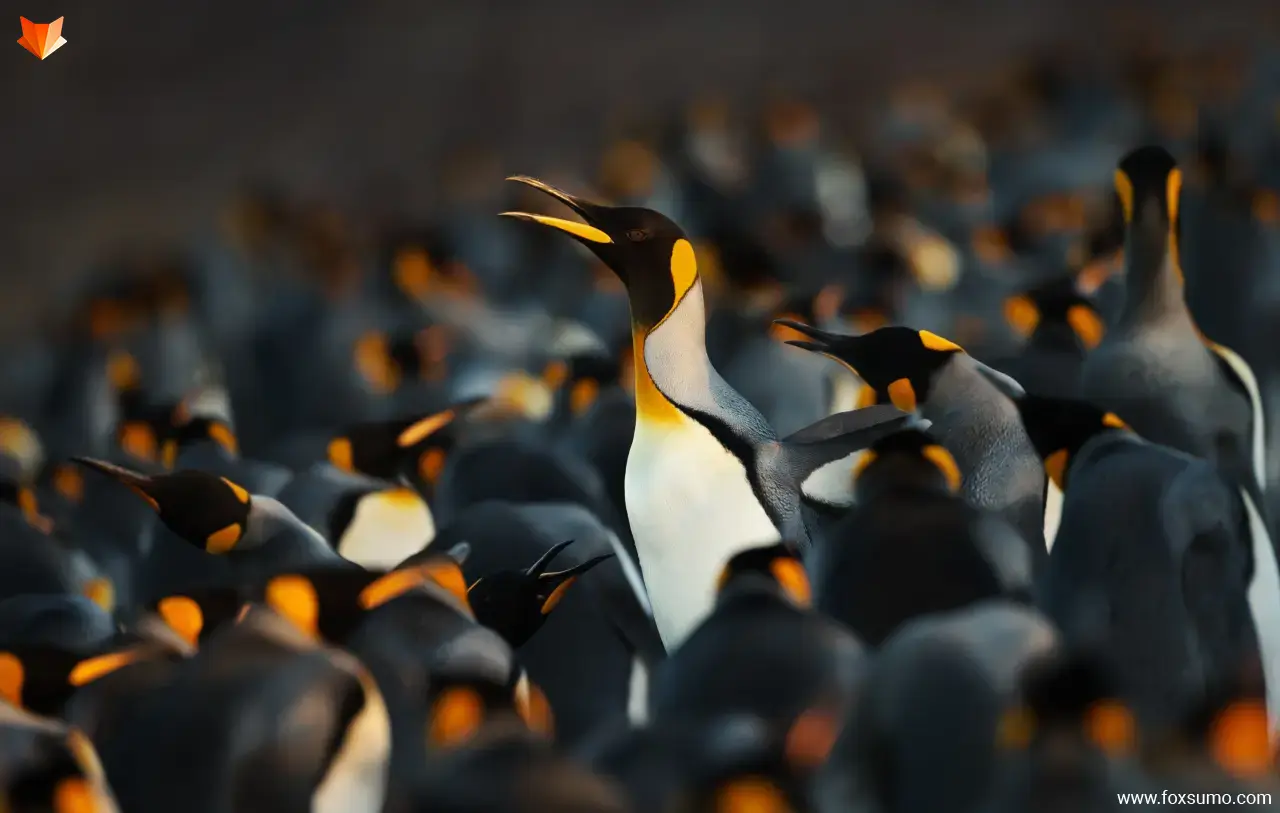 king penguin Strange Birds