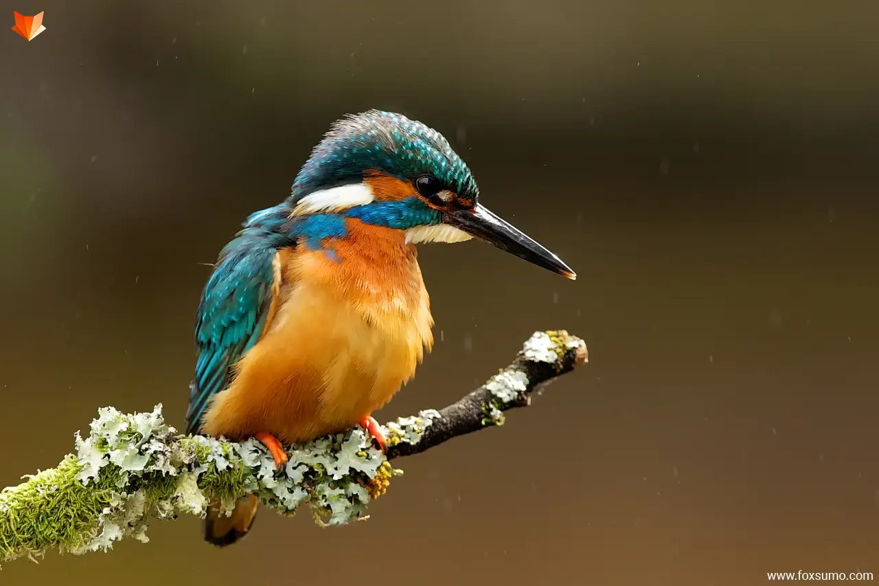 kingfisher colorful birds