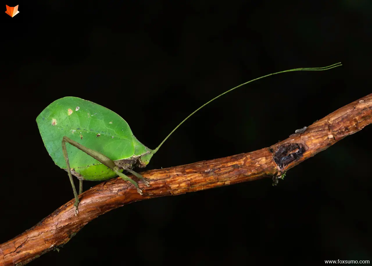 leaf mimic katydid Weird Insects