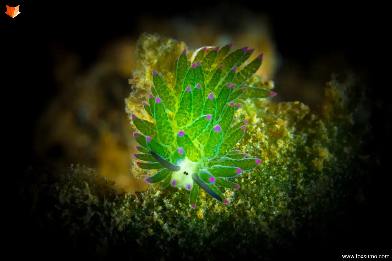leaf slug costasiella kuroshimae Green Animals