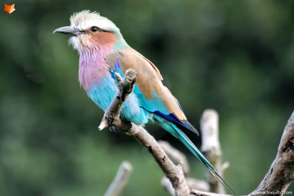 lilac breasted roller 3