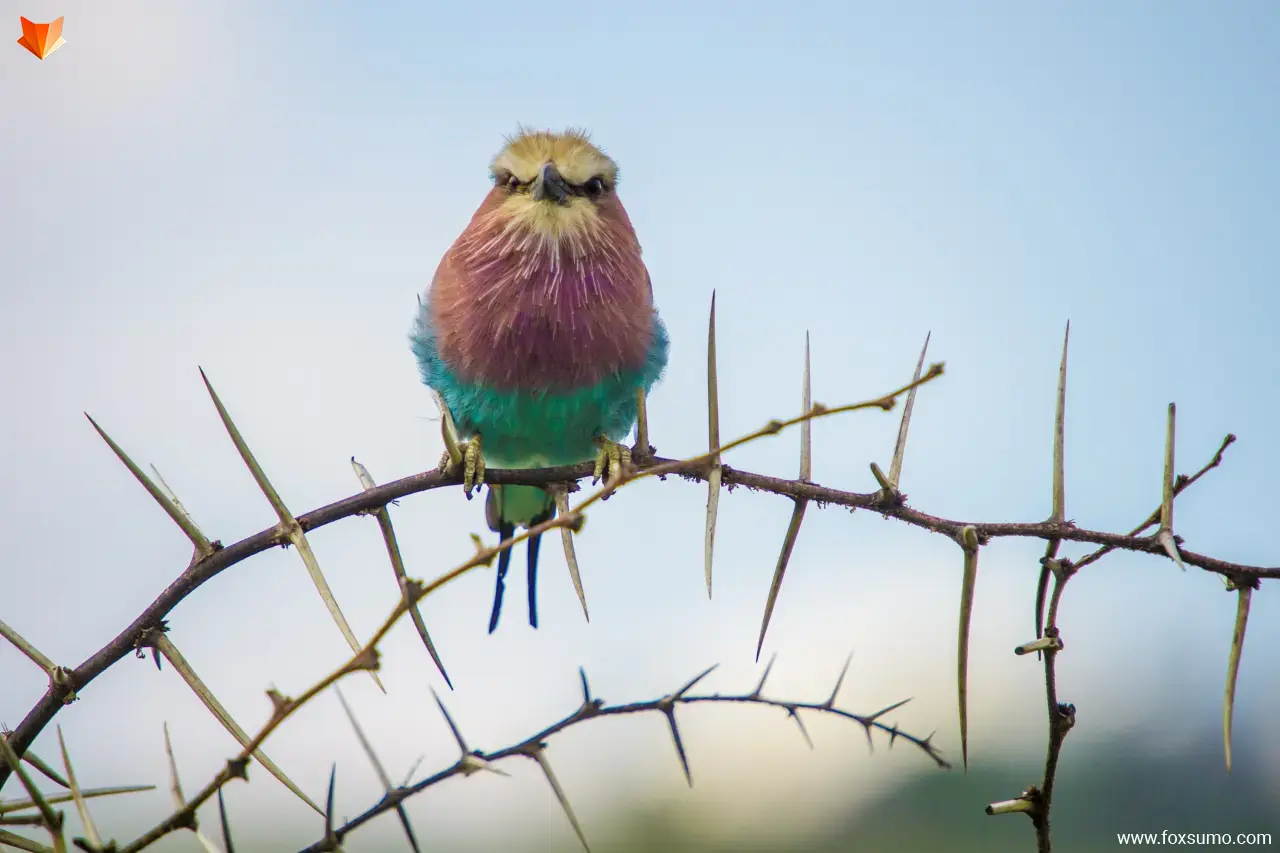 lilac breasted roller 6