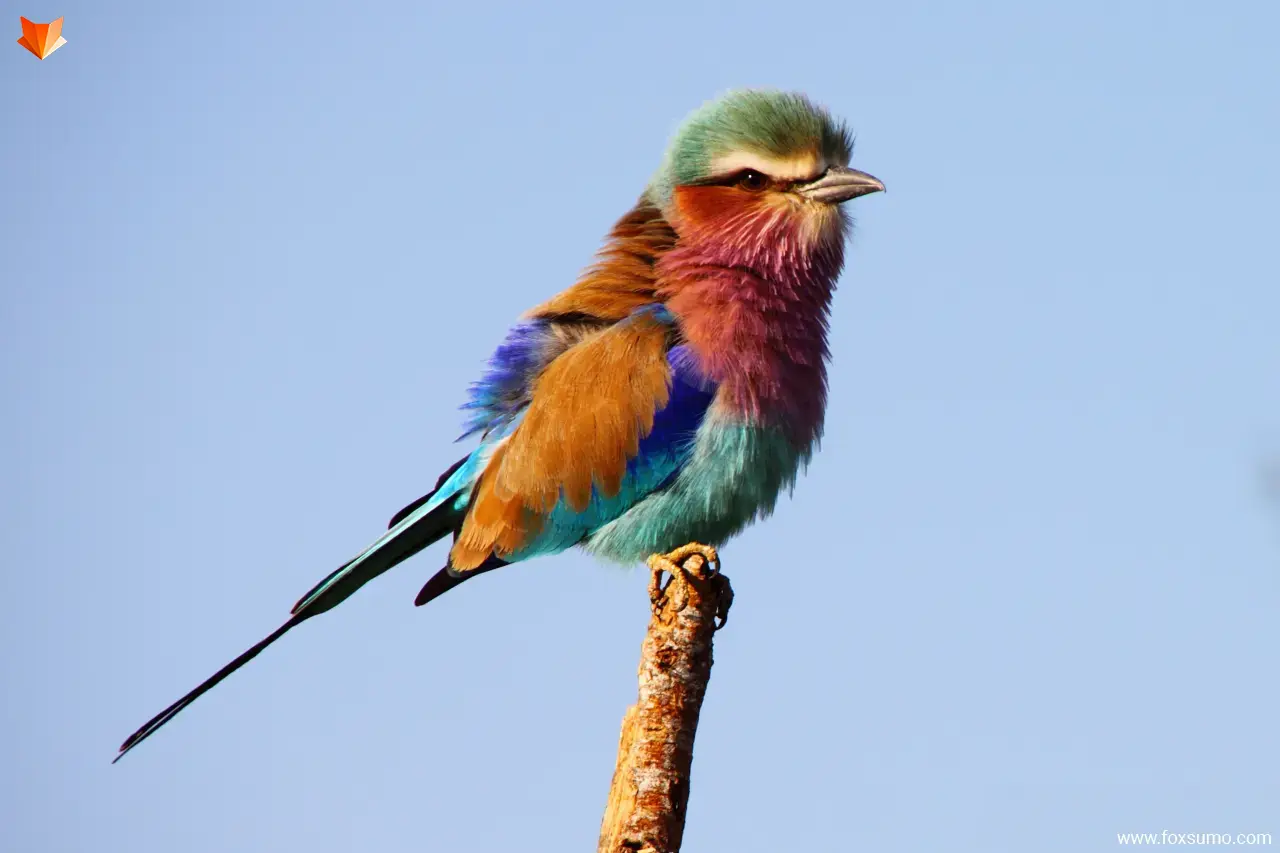 lilac breasted roller 7