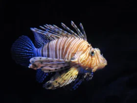 lionfish small dog breeds