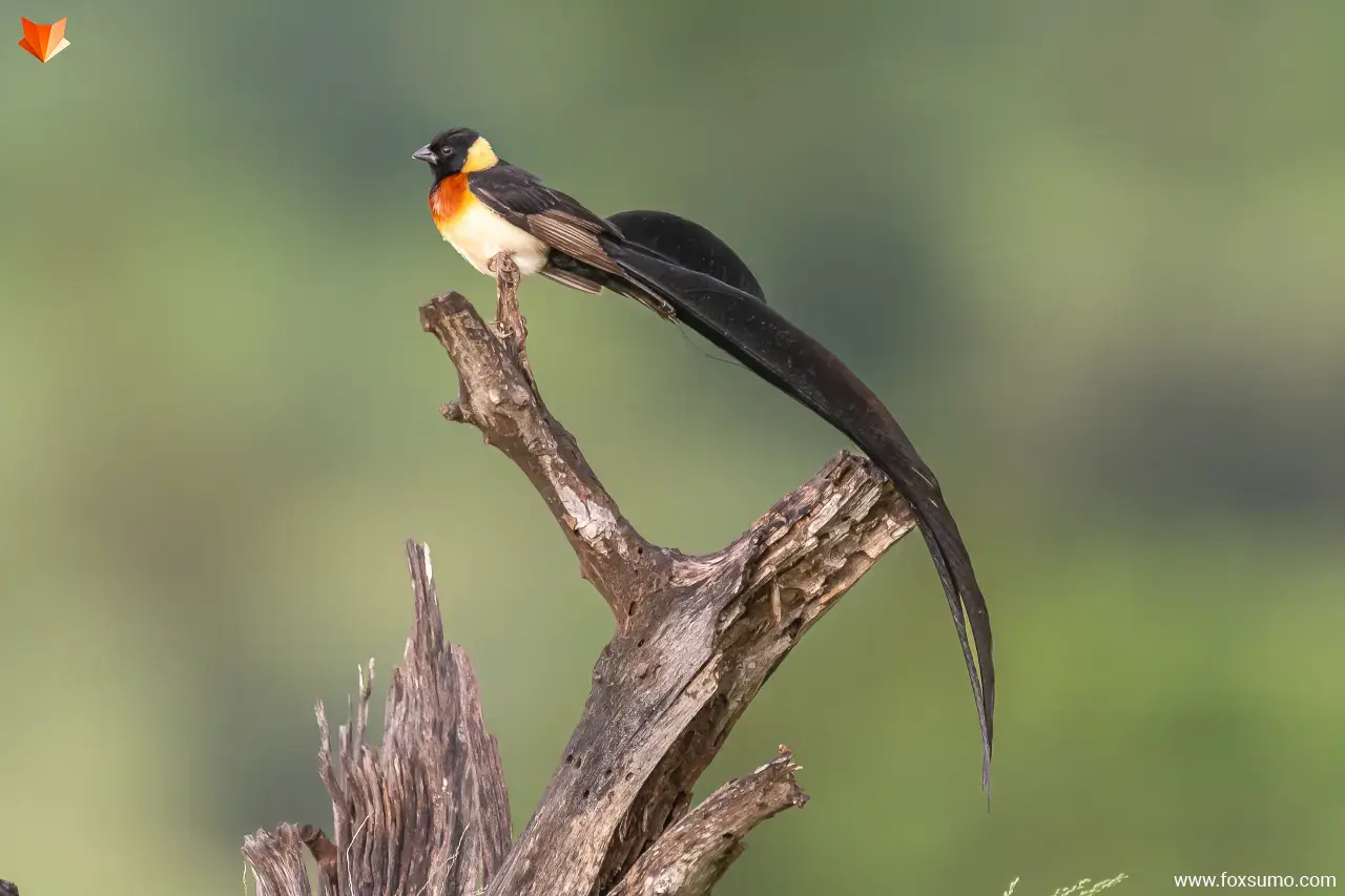 long tailed paradise whydah