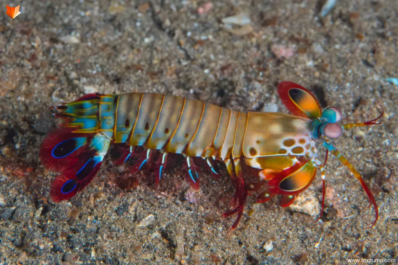 mantis shrimp 2
