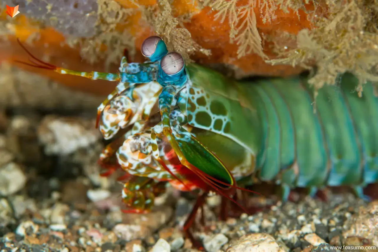 mantis shrimp 3