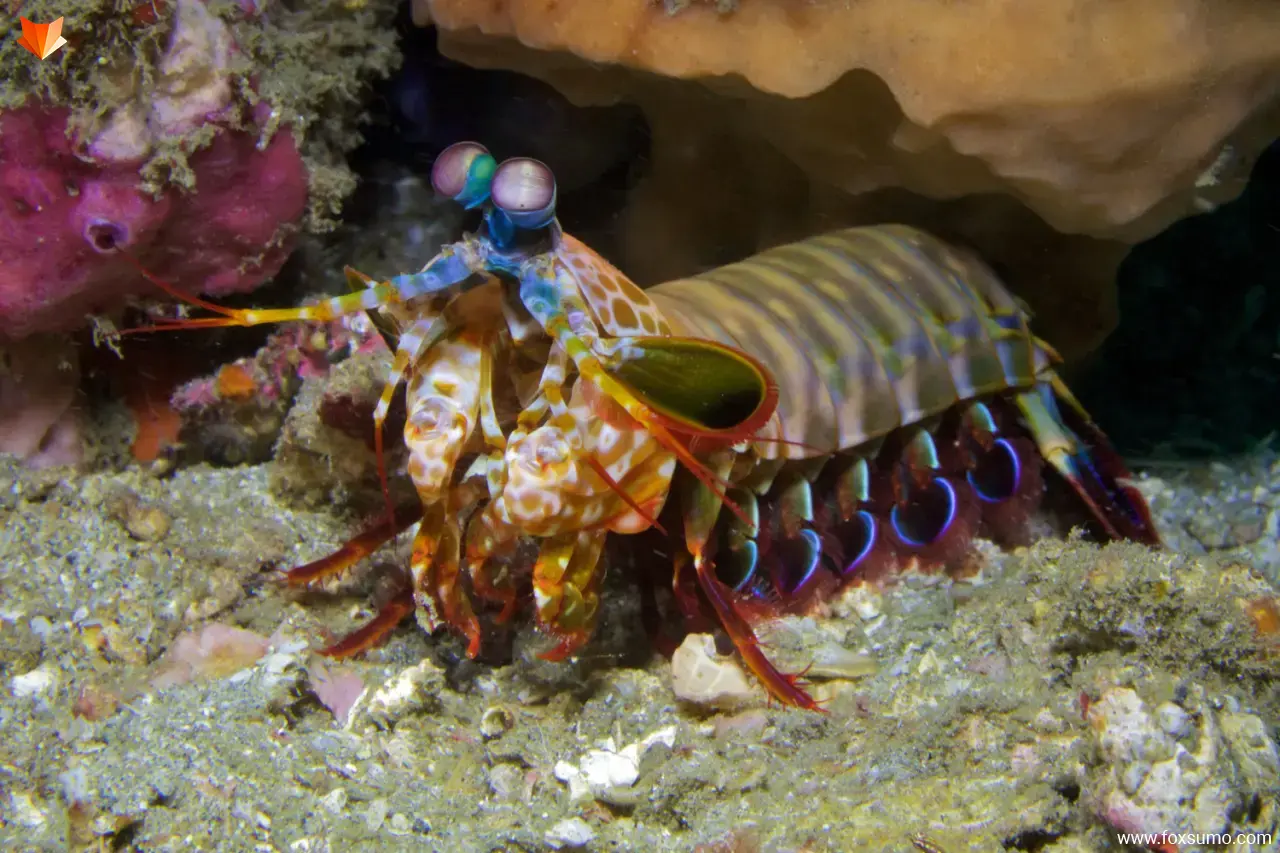 mantis shrimp 5