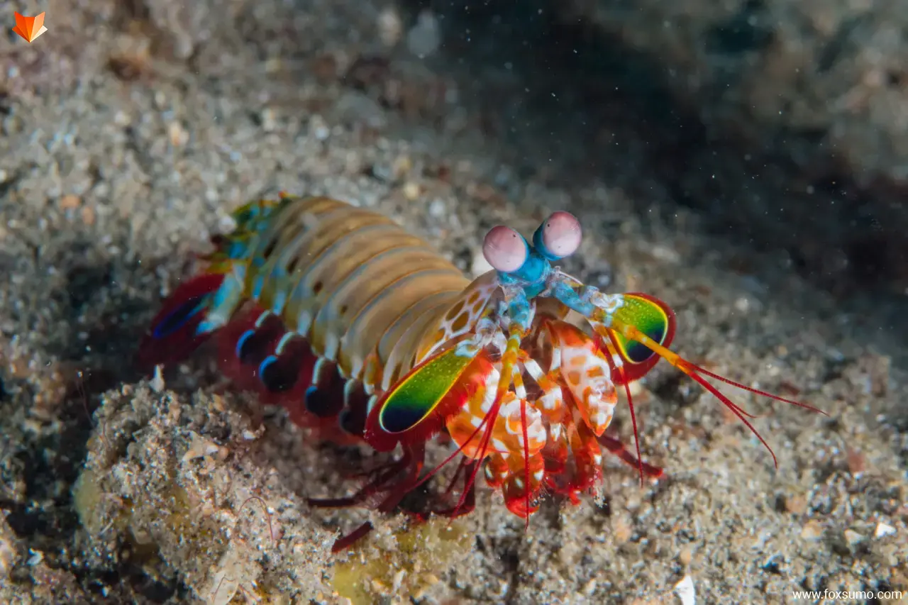 mantis shrimp 6