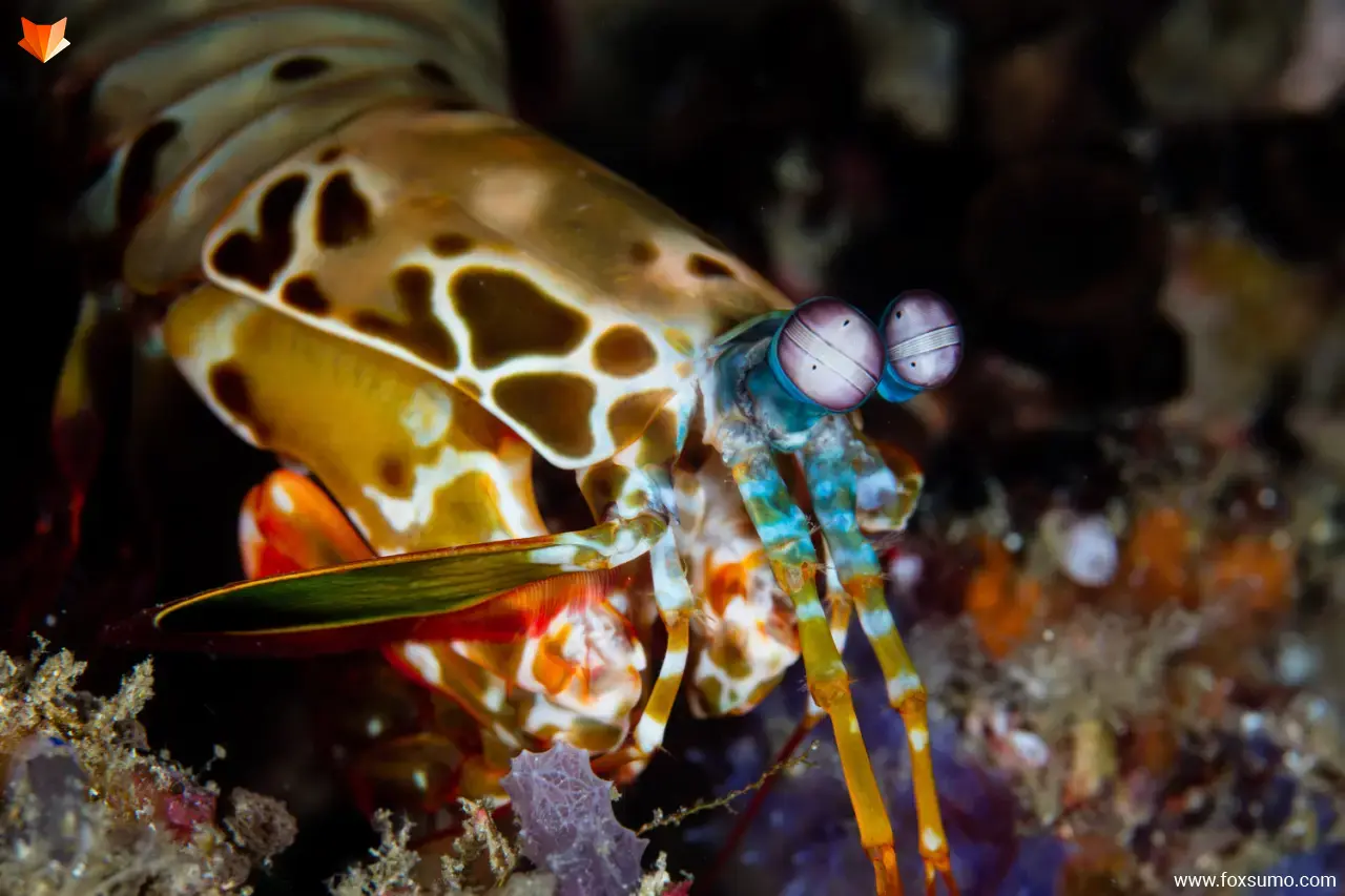 mantis shrimp 7