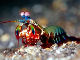 mantis shrimp 9 Orange Animals