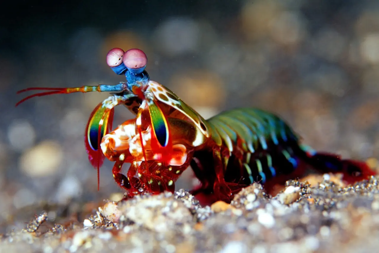 mantis shrimp 9